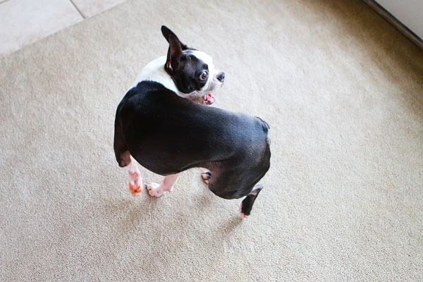 Easy Tricks to Teach Your Pet Easy Tricks to Teach Your Pet