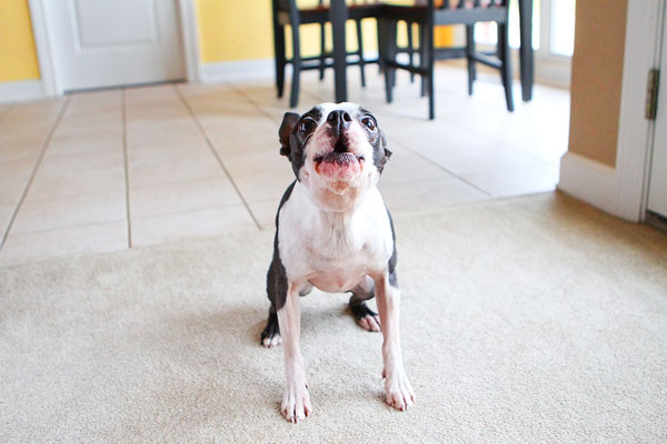 Easy Tricks to Teach Your Pet Easy Tricks to Teach Your Pet