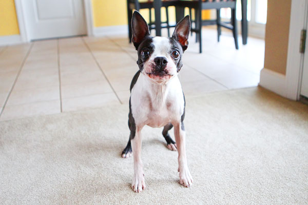 Easy Tricks to Teach Your Pet Easy Tricks to Teach Your Pet