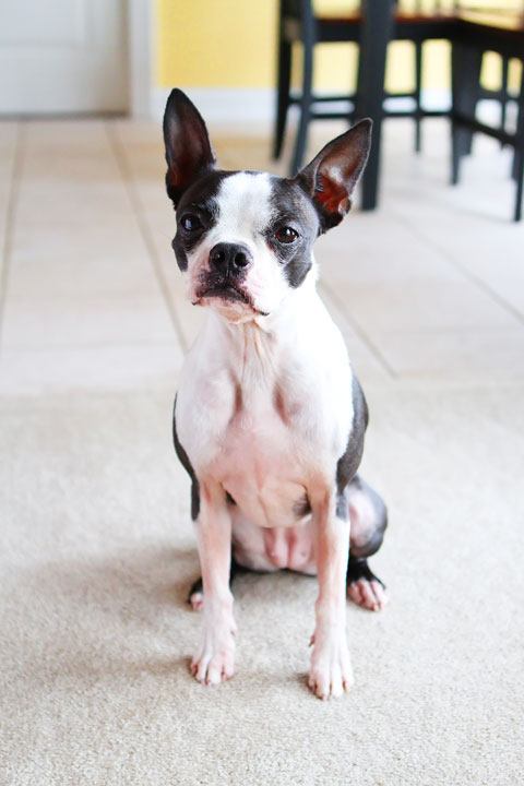 Easy Tricks to Teach Your Pet Easy Tricks to Teach Your Pet