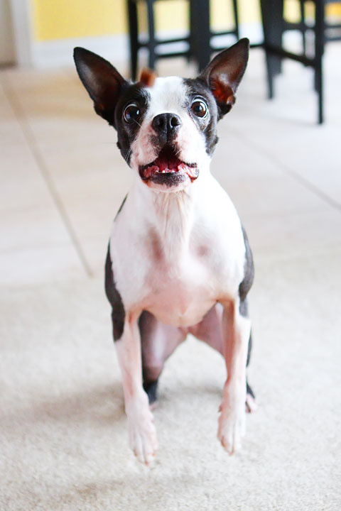 Easy Tricks to Teach Your Pet Easy Tricks to Teach Your Pet