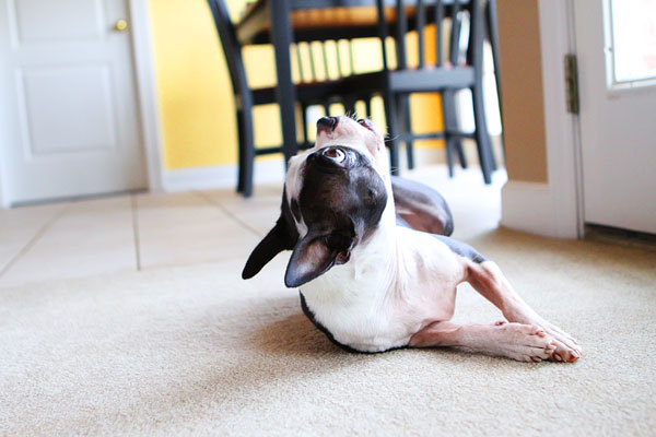 Easy Tricks to Teach Your Pet Easy Tricks to Teach Your Pet