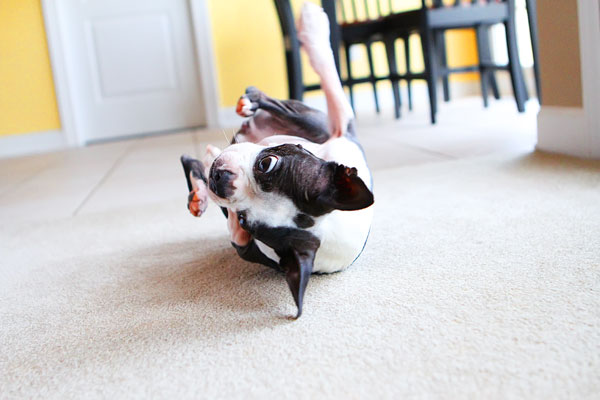 Easy Tricks to Teach Your Pet Easy Tricks to Teach Your Pet
