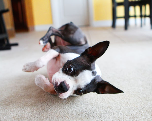 Easy Tricks to Teach Your Pet Easy Tricks to Teach Your Pet