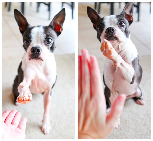 easy-tricks-to-teach-your-pet-7b