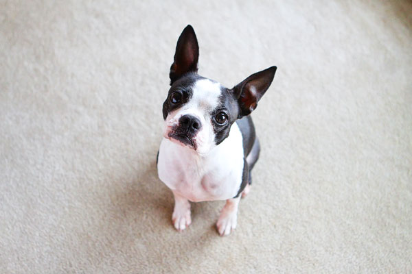 Easy Tricks to Teach Your Pet Easy Tricks to Teach Your Pet