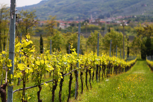Redoro Olive Oil Orchard and Vineyard in Verona Italy Redoro Olive Oil Orchard and Vineyard in Verona Italy