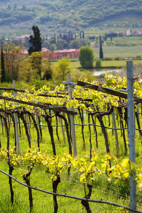 Redoro Olive Oil Orchard and Vineyard in Verona Italy Redoro Olive Oil Orchard and Vineyard in Verona Italy