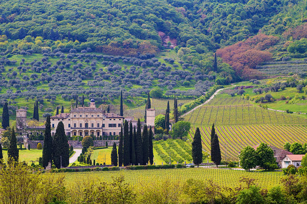 Redoro Olive Oil Orchard and Vineyard in Verona Italy Redoro Olive Oil Orchard and Vineyard in Verona Italy