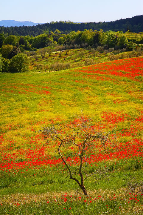 Tuscany Tuscany