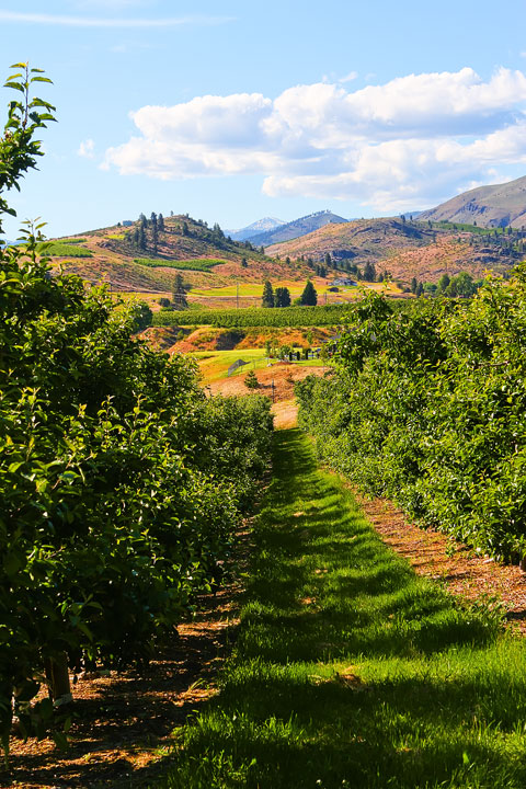 Benson Vineyards on Lake Chelan, Washington State Benson Vineyards on Lake Chelan, Washington State