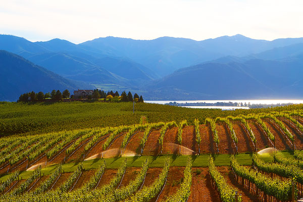 Benson Vineyards on Lake Chelan, Washington State Benson Vineyards on Lake Chelan, Washington State