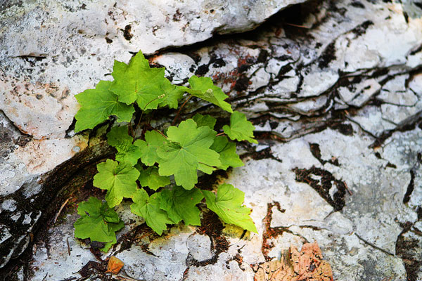 Walls of Jericho Hiking Trail, Alabama Walls of Jericho Hiking Trail, Alabama