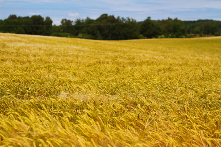 Biking Adventure in Osterlen | Discovering Sweden's Beautiful Countryside Biking Adventure in Osterlen | Discovering Sweden's Beautiful Countryside