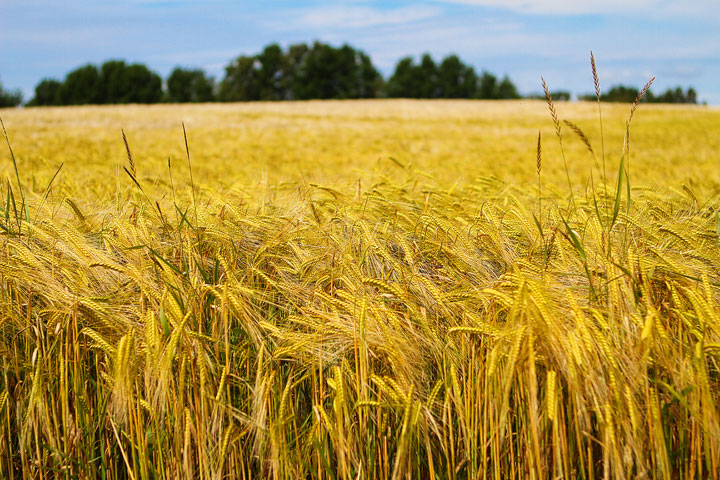 Biking Adventure in Osterlen | Discovering Sweden's Beautiful Countryside Biking Adventure in Osterlen | Discovering Sweden's Beautiful Countryside