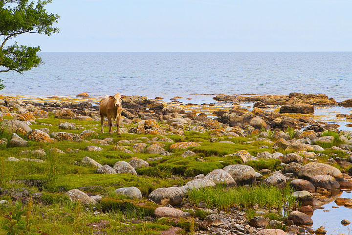 Biking Adventure in Osterlen | Discovering Sweden's Beautiful Countryside Biking Adventure in Osterlen | Discovering Sweden's Beautiful Countryside