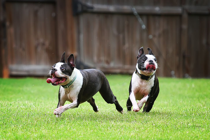Miley & Howie, the Boston Terrier Puppies Miley & Howie, the Boston Terrier Puppies