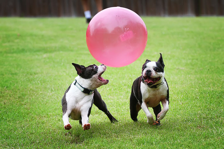Miley & Howie, the Boston Terrier Puppies Miley & Howie, the Boston Terrier Puppies