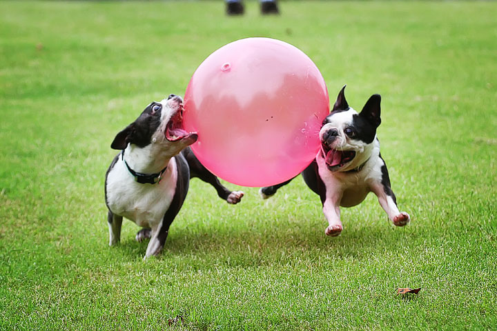 Miley & Howie, the Boston Terrier Puppies Miley & Howie, the Boston Terrier Puppies