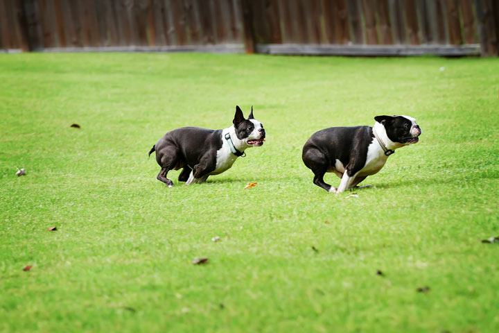 Miley & Howie, the Boston Terrier Puppies Miley & Howie, the Boston Terrier Puppies