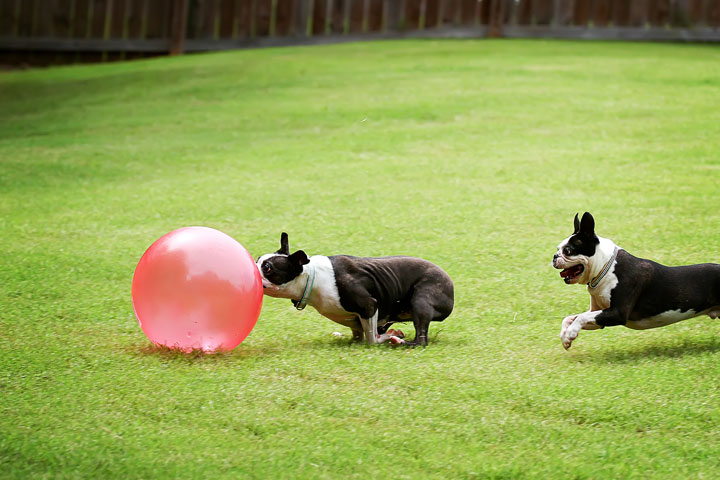 Miley & Howie, the Boston Terrier Puppies Miley & Howie, the Boston Terrier Puppies