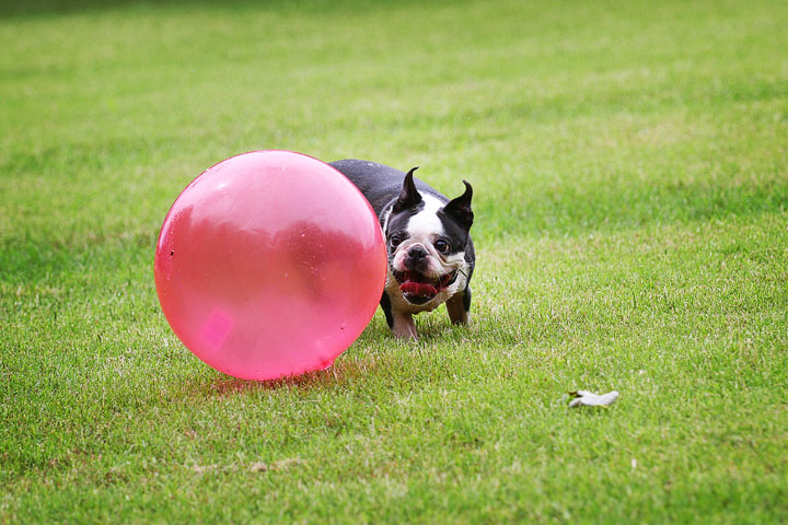Miley & Howie, the Boston Terrier Puppies Miley & Howie, the Boston Terrier Puppies