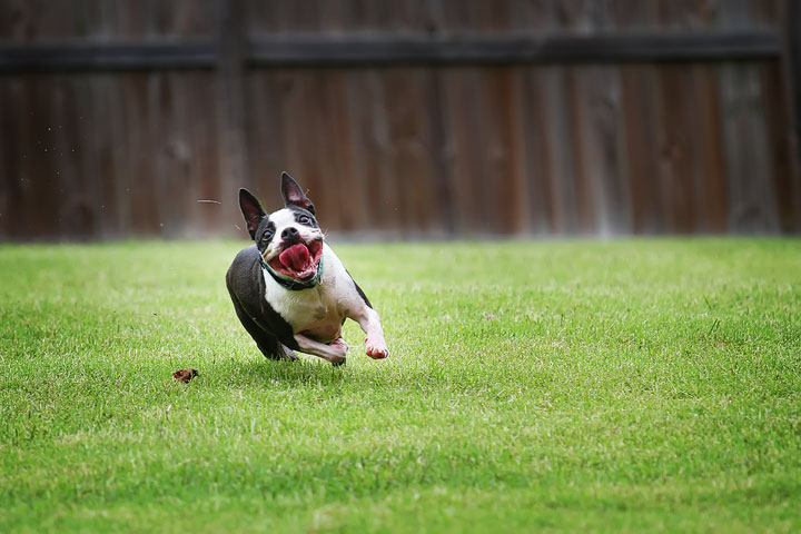 Miley & Howie, the Boston Terrier Puppies Miley & Howie, the Boston Terrier Puppies