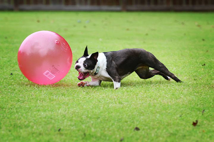 Miley & Howie, the Boston Terrier Puppies Miley & Howie, the Boston Terrier Puppies