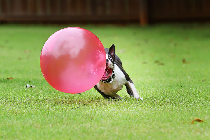 Miley & Howie, the Boston Terrier Puppies Miley & Howie, the Boston Terrier Puppies