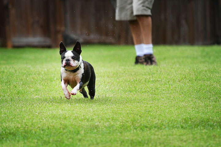 Miley & Howie, the Boston Terrier Puppies Miley & Howie, the Boston Terrier Puppies