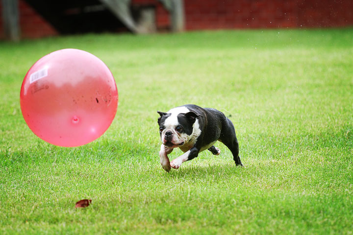 Miley & Howie, the Boston Terrier Puppies Miley & Howie, the Boston Terrier Puppies