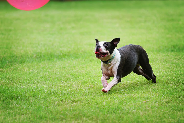 Miley & Howie, the Boston Terrier Puppies Miley & Howie, the Boston Terrier Puppies