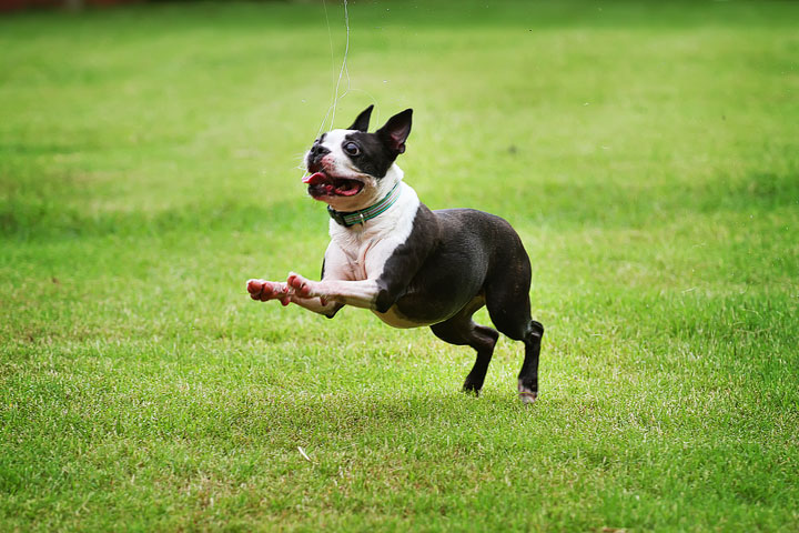 Miley & Howie, the Boston Terrier Puppies Miley & Howie, the Boston Terrier Puppies