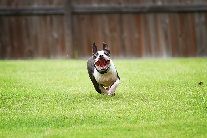 Miley & Howie, the Boston Terrier Puppies Miley & Howie, the Boston Terrier Puppies