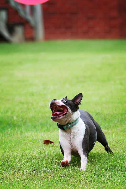 Miley & Howie, the Boston Terrier Puppies Miley & Howie, the Boston Terrier Puppies