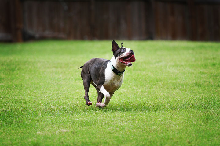 Miley & Howie, the Boston Terrier Puppies Miley & Howie, the Boston Terrier Puppies