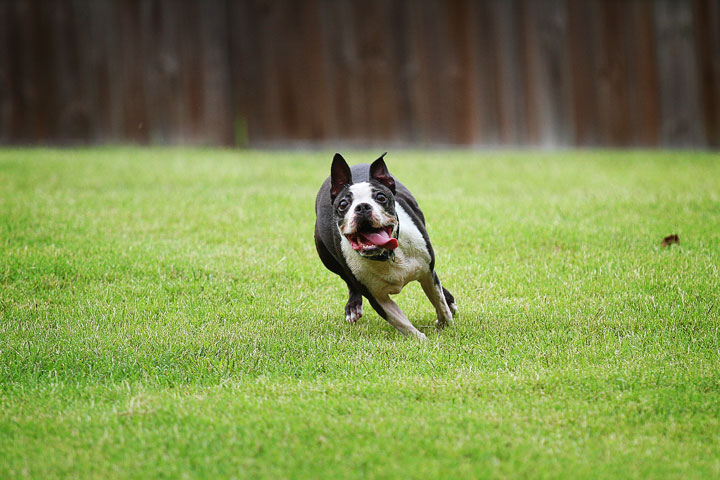 Miley & Howie, the Boston Terrier Puppies Miley & Howie, the Boston Terrier Puppies