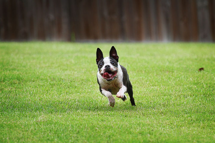 Miley & Howie, the Boston Terrier Puppies Miley & Howie, the Boston Terrier Puppies