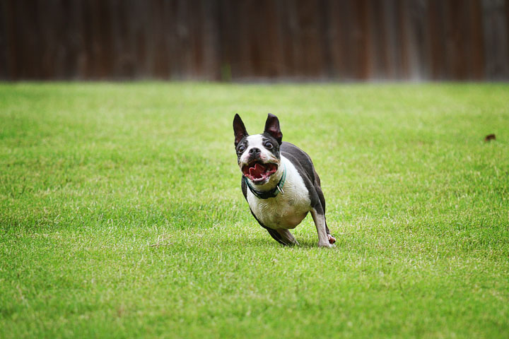 Miley & Howie, the Boston Terrier Puppies Miley & Howie, the Boston Terrier Puppies