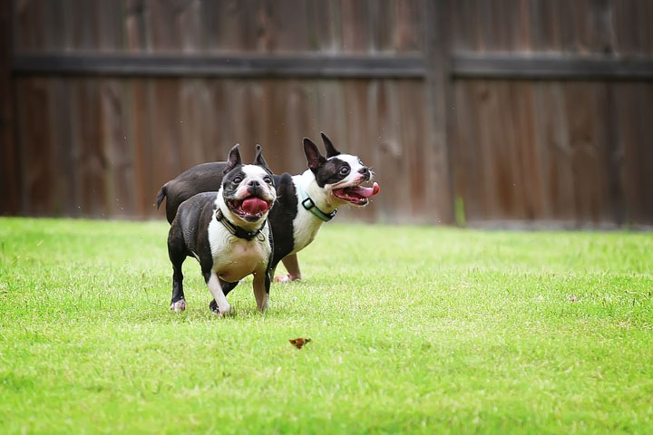 Miley & Howie, the Boston Terrier Puppies Miley & Howie, the Boston Terrier Puppies