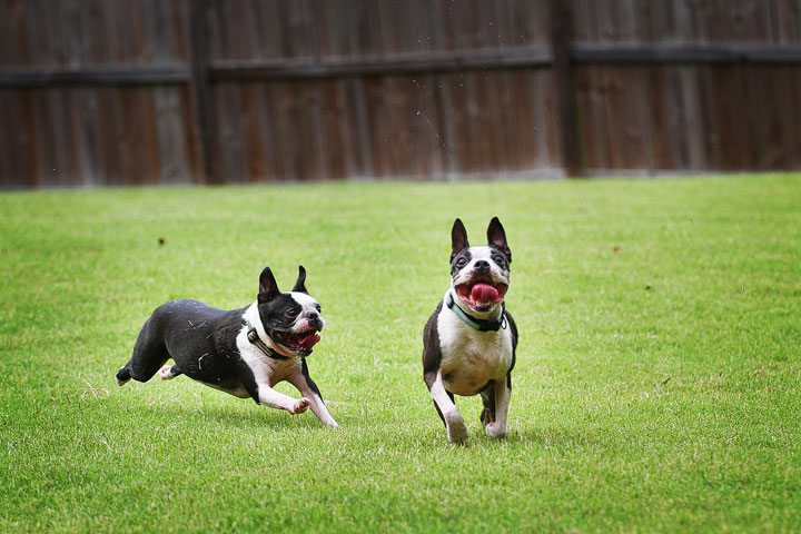 Miley & Howie, the Boston Terrier Puppies Miley & Howie, the Boston Terrier Puppies