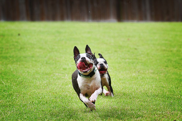 Miley & Howie, the Boston Terrier Puppies Miley & Howie, the Boston Terrier Puppies
