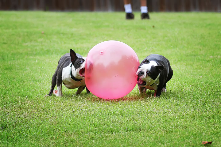 Miley & Howie, the Boston Terrier Puppies Miley & Howie, the Boston Terrier Puppies