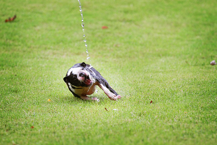 Miley & Howie, the Boston Terrier Puppies Miley & Howie, the Boston Terrier Puppies