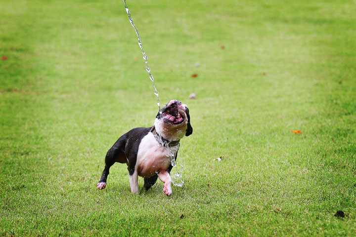 Miley & Howie, the Boston Terrier Puppies Miley & Howie, the Boston Terrier Puppies