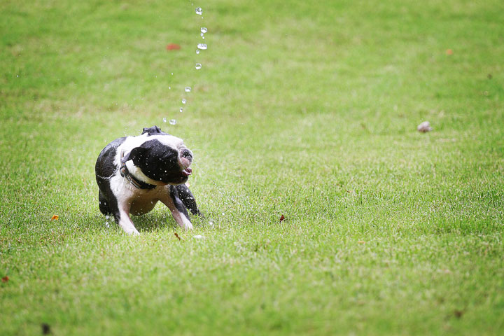Miley & Howie, the Boston Terrier Puppies Miley & Howie, the Boston Terrier Puppies