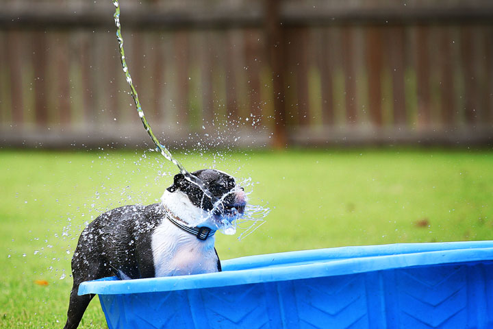 Miley & Howie, the Boston Terrier Puppies Miley & Howie, the Boston Terrier Puppies