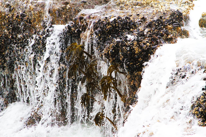 { PHOTOS } Spouting Horn and Thor's Well at Cape Perpetua in Yachats, Oregon www.kevinandamanda.com #travel #landscapes #ocean { PHOTOS } Spouting Horn and Thor's Well at Cape Perpetua in Yachats, Oregon www.kevinandamanda.com #travel #landscapes #ocean