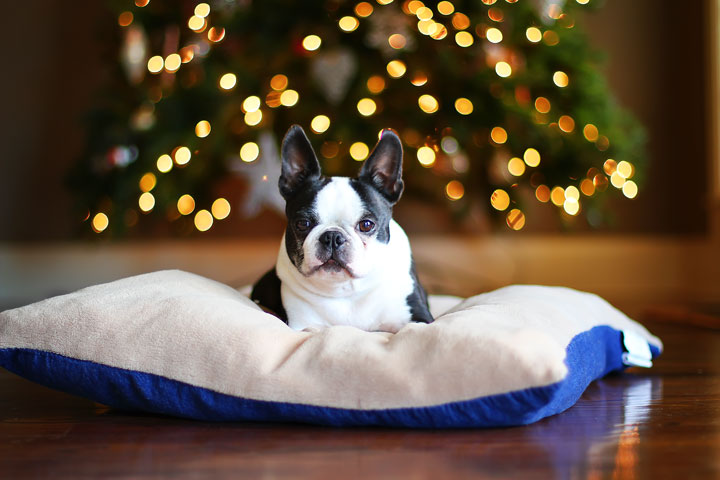 Christmas Tree Bokeh Tutorial featuring Howie the Boston Terrier from kevinandamanda.com.