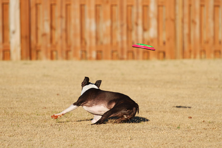 Make It or Miss It? Guess whether this Boston Terrier catches the frisbee! kevinandamanda.com Make It or Miss It? Guess whether this Boston Terrier catches the frisbee! kevinandamanda.com